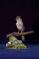 藏品(冠羽畫眉)的圖片